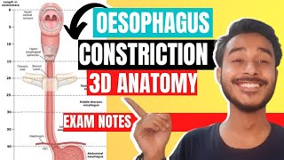 oesophagus anatomy 3d  constriction of oesophagus  esophageal constriction anatomy [upl. by Bluma]