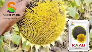 SEED PARK INDIA PVT LTDSUNFLOWER KAALI FIELD 🌻🌻 [upl. by Ailecec]