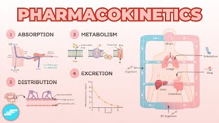 Introduction to Pharmacokinetics ADME Overview  Pharmacology [upl. by Eremihc122]