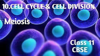 MeiosisChapter 10Cell Cycle ampCell DivisionClass 11CBSEBiology [upl. by Elfie]