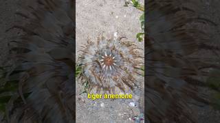 The Tiger Anemone A New Species of Sea Anemone Discovered in Singapore newspecies [upl. by Celene]