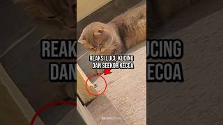 Inilah Reaksi Seekor Kucing pada Kecoa [upl. by Kendre]