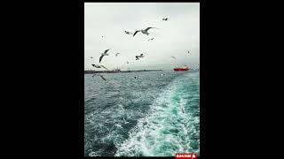 How Do Birds Fly 🦅 The Power of Wings facts explore [upl. by Eleinad]