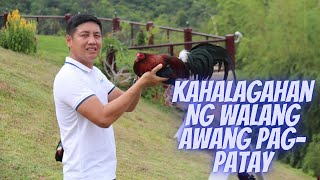 Sabong Tips The Importance of Ruthless Culling  Gamefowl Maintenance [upl. by Bucher]