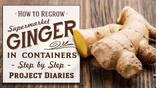 ★ How to Regrow Ginger from Store Bought in Containers Step by Step Guide [upl. by Tikna]