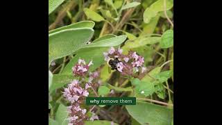 Farming is Life in Winchendon  Buzzing with Nature How Regenerative Farming Thrives 🐝🌼 [upl. by Ligetti]