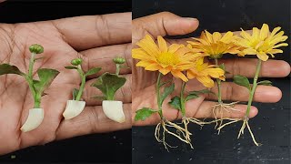 How to grow chrysanthemum  chandramallika flower from buds [upl. by Ecnahc29]