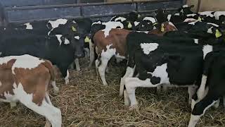 54 Proper Friesian bull calves for sale [upl. by Ylus]