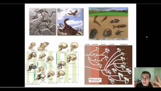 Evidence of Evolution Part 1 Paleontology [upl. by Clauddetta993]