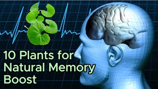 Boost Your Memory Naturally 10 Powerful Plants Backed by Science [upl. by Waiter599]