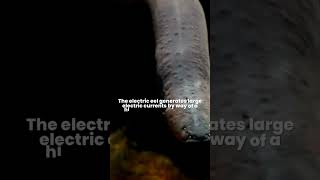 Why do Electric Eels Shock How do electric eels generate a voltage and why do they not get shocked [upl. by Accever968]