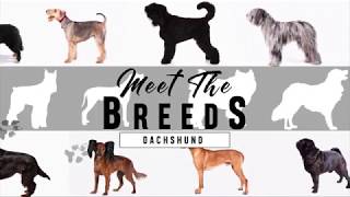 Meet the Breeds Dachshund [upl. by Oppen]