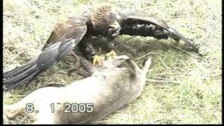 Adler beizt Reh  eagle catches deer [upl. by Gregrory680]