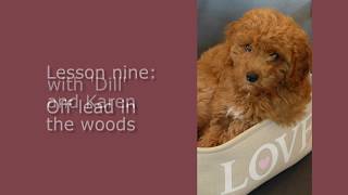 Cockapoo puppy training  9  off lead for the first time [upl. by Flower]