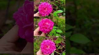 Rose flower garden 🏡 tamil love song [upl. by Zea]