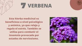 ¡Las 10 plantas 🌿 medicinales de la Sierra Tarahumara ⛰️ que debes conocer 🤯 medioambiente [upl. by Klarrisa]