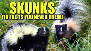 Skunk 🦨 10 FACTS You NEVER KNEW [upl. by Awra88]