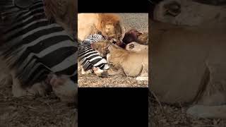 The lion eats the zebra alive 😱 [upl. by God339]