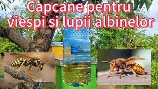 Capcane pentru VIESPI si LUPII ALBINELOR 🐝⛔️🐝 [upl. by Nessim]