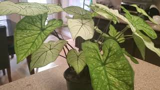 CALADIUM PLANT CARE  DONNA JOSHI [upl. by Lymann600]