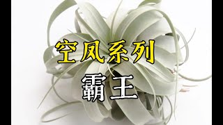 第477弹空气凤梨中的最大品种霸王Tillandsia xerographica [upl. by Dlanod]