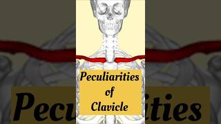 Peculiarities of Clavicle anatomy osteology biology neetpg science shorts [upl. by Yrad856]