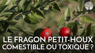 Le fragon petit houx comestible ou toxique [upl. by Pilloff]