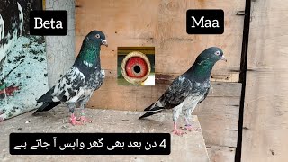 4 Din K Baad B Ghar Wapis Aney Waley Kasoori Dub Waley Kabootar  Sona Pigeon Club [upl. by Aicekal]