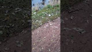 Dead cygnet on the Sankey canal path feathers on the bank and in the water [upl. by Adriano]