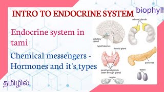 ENDOCRINE SYSTEM  PART 1 TAMIL  HORMONES CHEMICAL MESSENGERS [upl. by Russon]