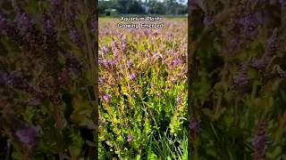 Aquarium Plants Growing Emerged in the Wild aquarium aquariumplants [upl. by Holihs]