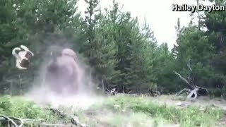 Video shows bison attack girl at Yellowstone [upl. by Norga]