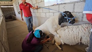 Producción de Borregos Dorper de Registro Biotecnologías Ensiminaciones Costos de Producción y Más [upl. by Bianka202]