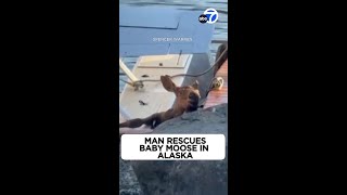 Baby moose rescued after falling into lake and getting stuck [upl. by Bobseine794]