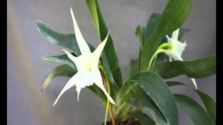 Angraecum sesquipedale var angustifoliumwmv [upl. by Godred]