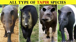 All Types Of Tapir in the World [upl. by Talia134]