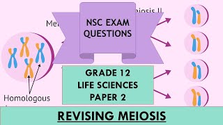 Revising Meiosis  Grade 12  Paper 2  NSC Exam Prep [upl. by Gwendolin481]