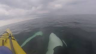 Orcas Swim Under Kayaks  San Juan Islands Kayaking [upl. by Rosamund325]