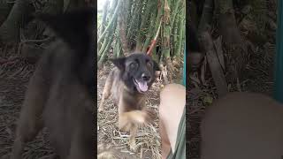 My Belgian shepherd dog Hershey [upl. by Sabu]