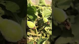 Winter Squash Sardiyon ka kaddu farming gardening farming [upl. by Ahcsap391]