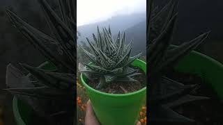 Haworthia tear of angleplants succulent variety of beautyful plants [upl. by Sivert]