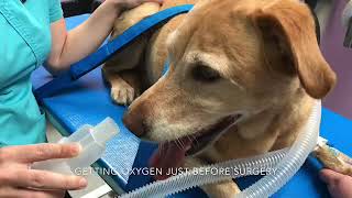 Penny a Labrador with laryngeal paralysis [upl. by Leur220]