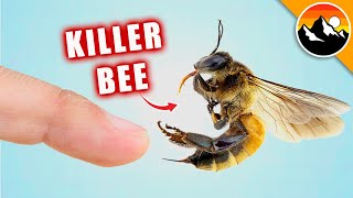 STUNG by a KILLER BEE [upl. by Ayela]