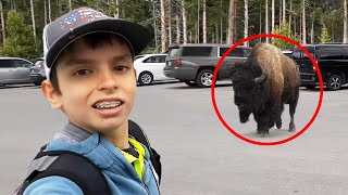 8 Bison Encounters You Will Regret Watching [upl. by Newlin]