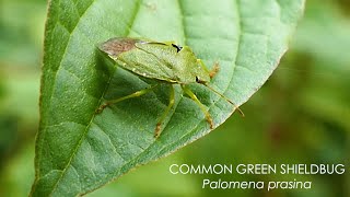 The Common Green Shield bug [upl. by Lanni118]