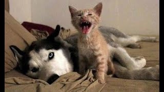 😺 Мам он играть не хочет 🐶 Смешное видео с собаками кошками и котятами 🐱 [upl. by Daune]