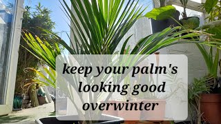 Palms overwintering trouble [upl. by Htebazil]