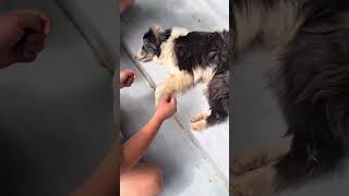 Saving abandoned dog left by former owner on the street❤️ [upl. by Attenehs905]