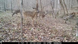 Peaceful Trailcam video from Camp Daisy Putnam County GA [upl. by Ehcsrop334]