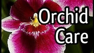 Miltoniopsis Orchid Care and how to bloom your Orchid Tips for Orchid watering and lighting too [upl. by Bennet13]